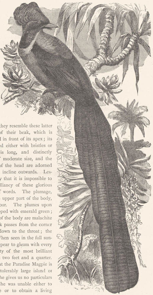 BIRDS. Raven. Bird of Paradise. Magpie c1870 old antique vintage print picture